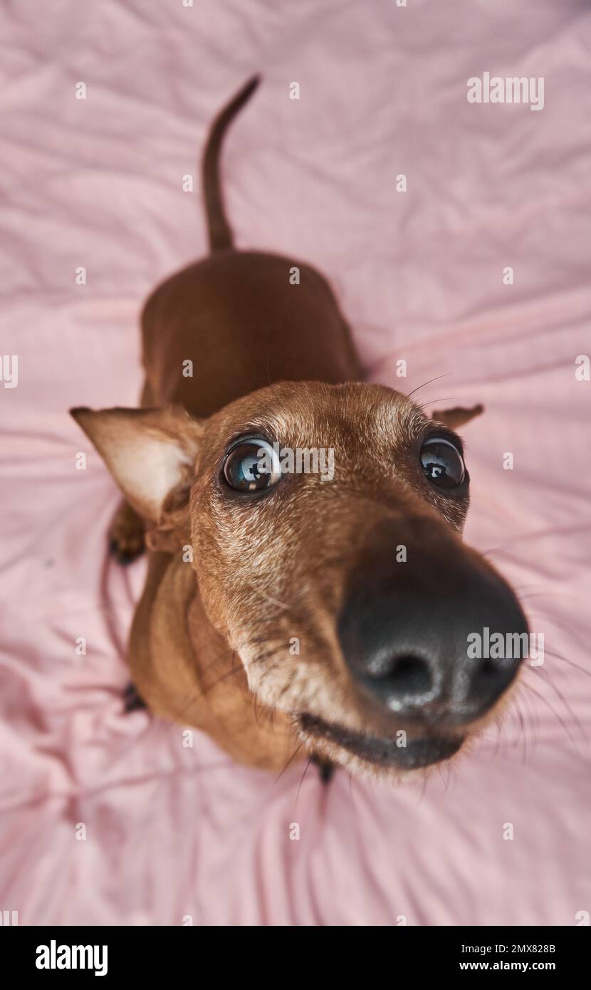 Der große Winkel eines albernen Hausdackhundes, der Spaß hat, sich die Kamera anzusehen und auf einer rosa Decke herumzuspielen Stockfoto