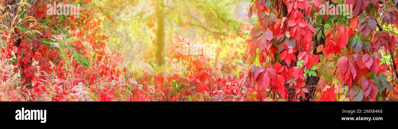 Herbstlandschaft, Banner mit Platz für Text - ein Blick auf das Laub des jungfräulichen Efeu, der in den Sonnenstrahlen des Herbstes auf die Baumstämme klettert Stockfoto