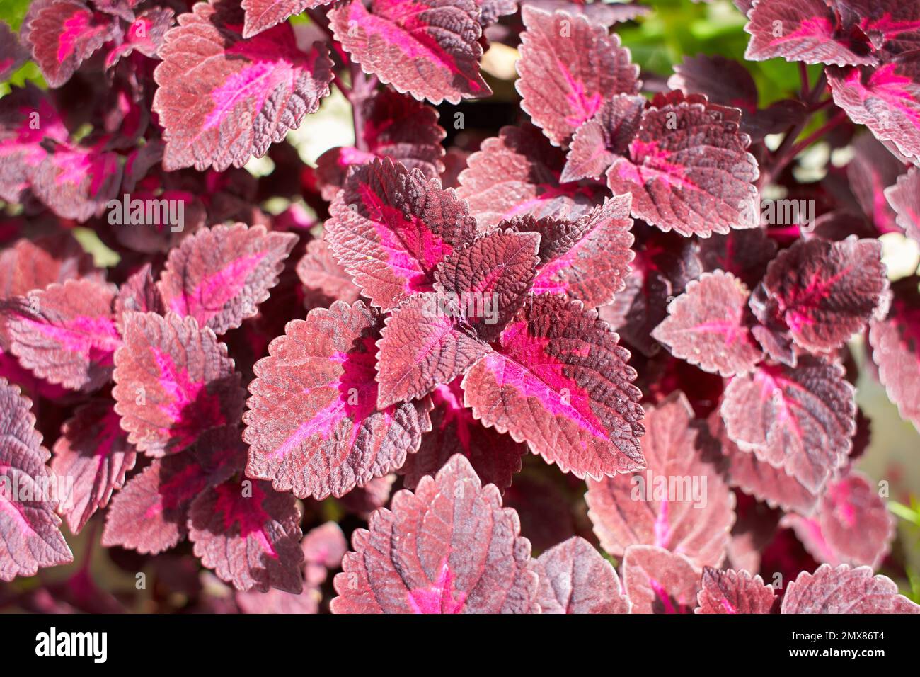 Blüten von Coleus rötlichen oder violetten Blättern. Bekannt als
