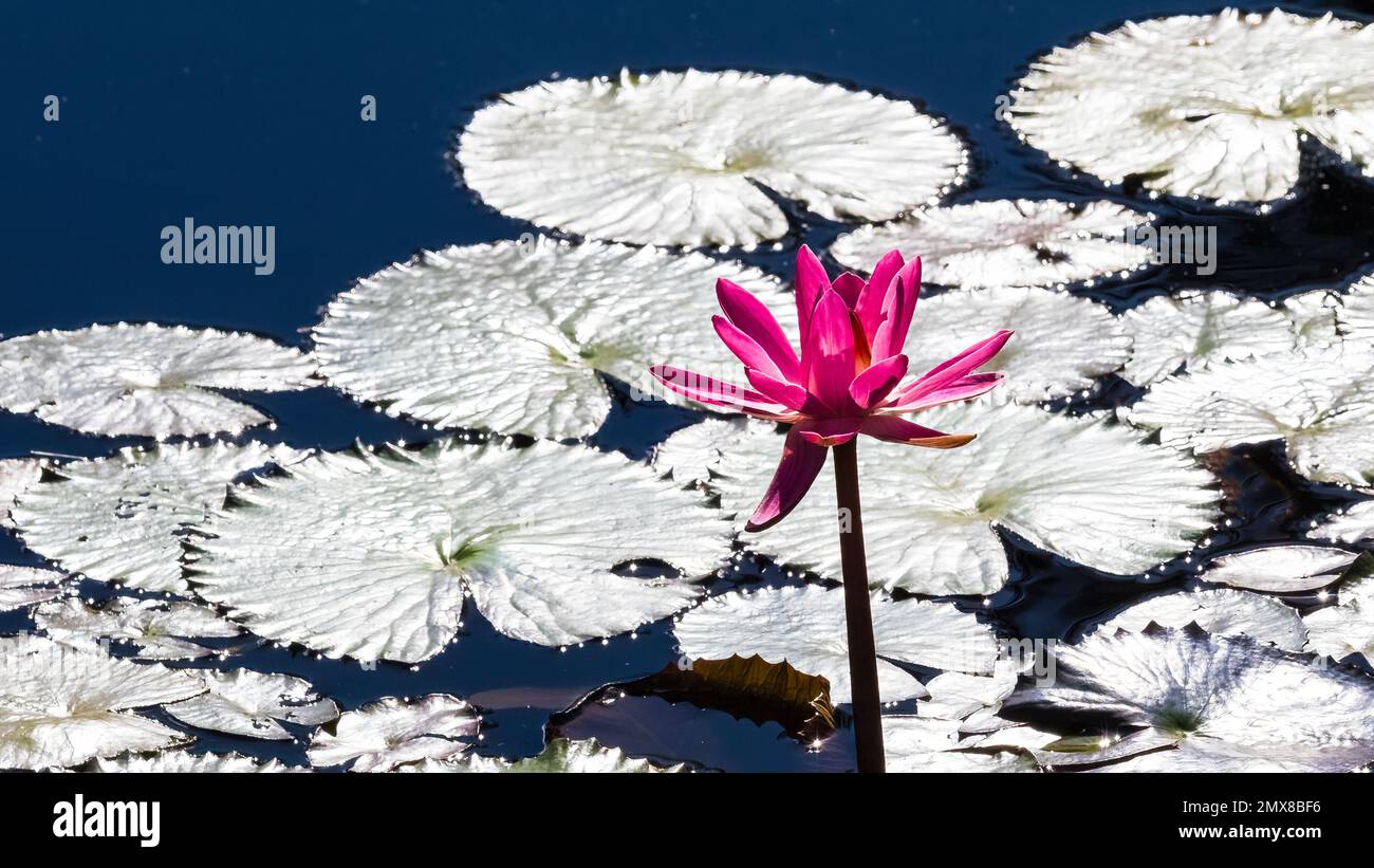 Rote Wasserlilie in Wasser mit weißen oder silbernen Lily Pads Stockfoto