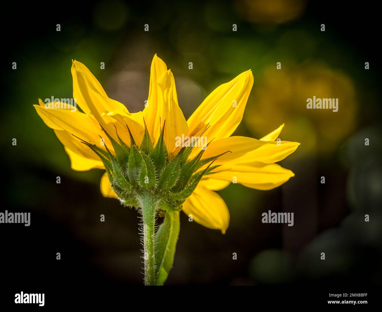 Gelbe Blume mit Hintergrundbeleuchtung und Blick von unten Stockfoto
