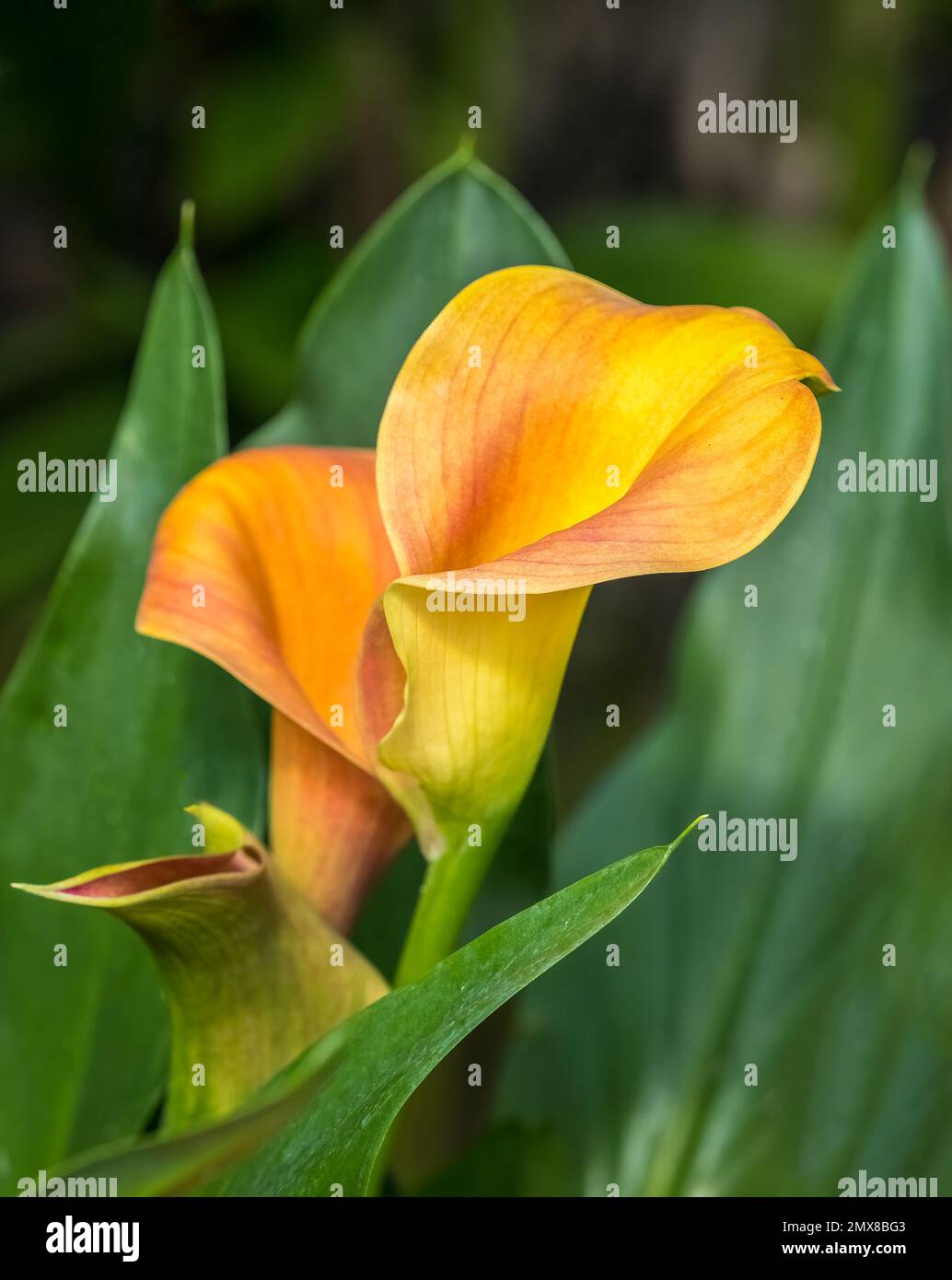 Orangefarbene Calla Lilly in einem Garten Stockfoto