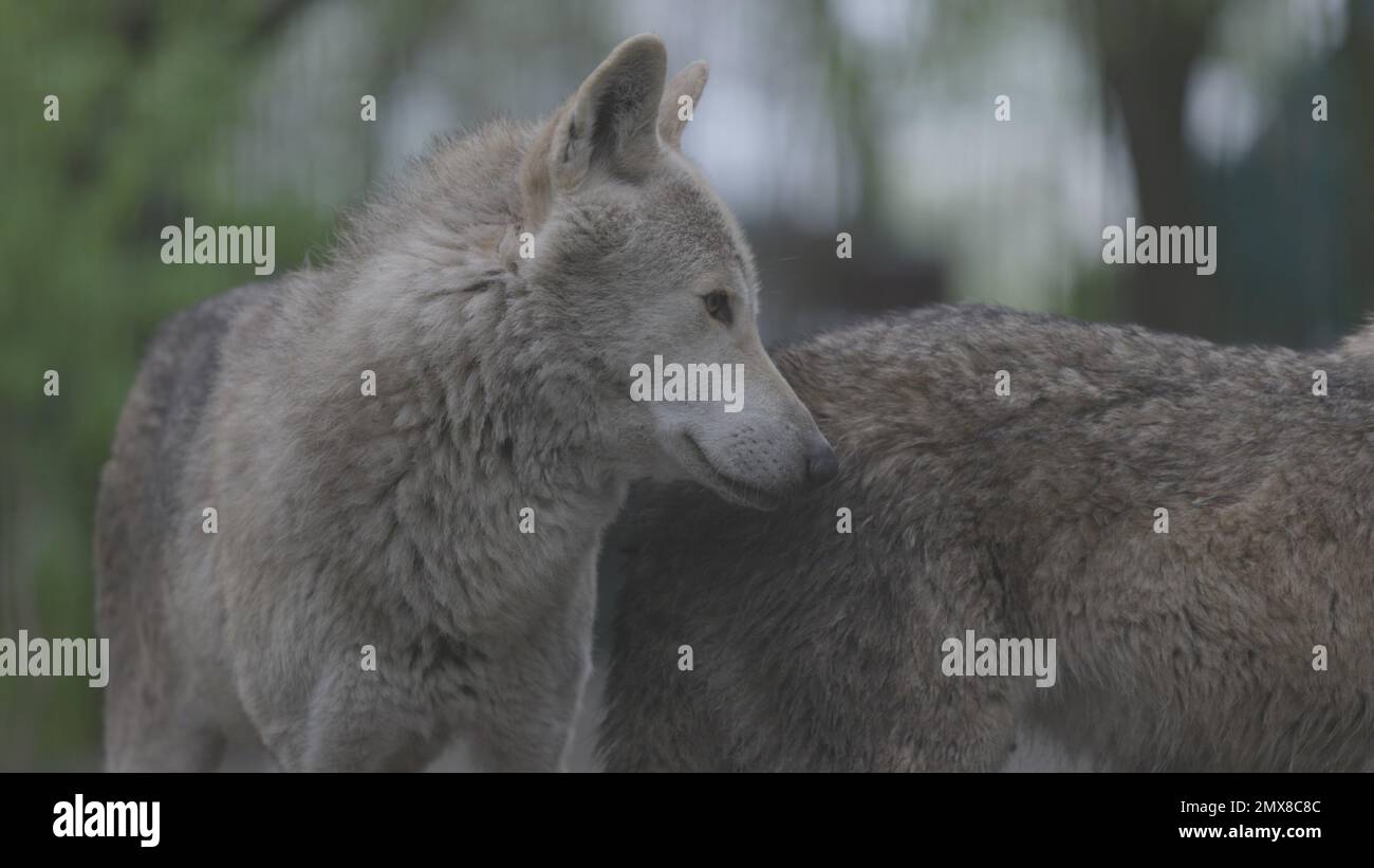 Porträt eines grauen Wolfs Canis Lupus im Sommerwald. Porträt von Predator. Beziehungen und Verhalten von Wölfen. 4K Slow Motion, ProRes 422, nicht bewertet Stockfoto