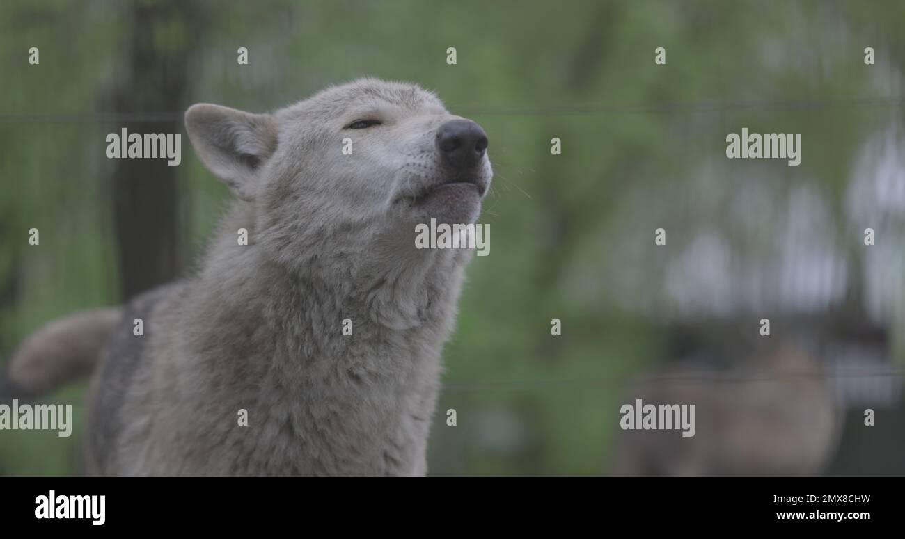 Porträt eines grauen Wolfs Canis Lupus im Sommerwald. Porträt von Predator. Beziehungen und Verhalten von Wölfen. 4K Slow Motion, ProRes 422, nicht bewertet Stockfoto