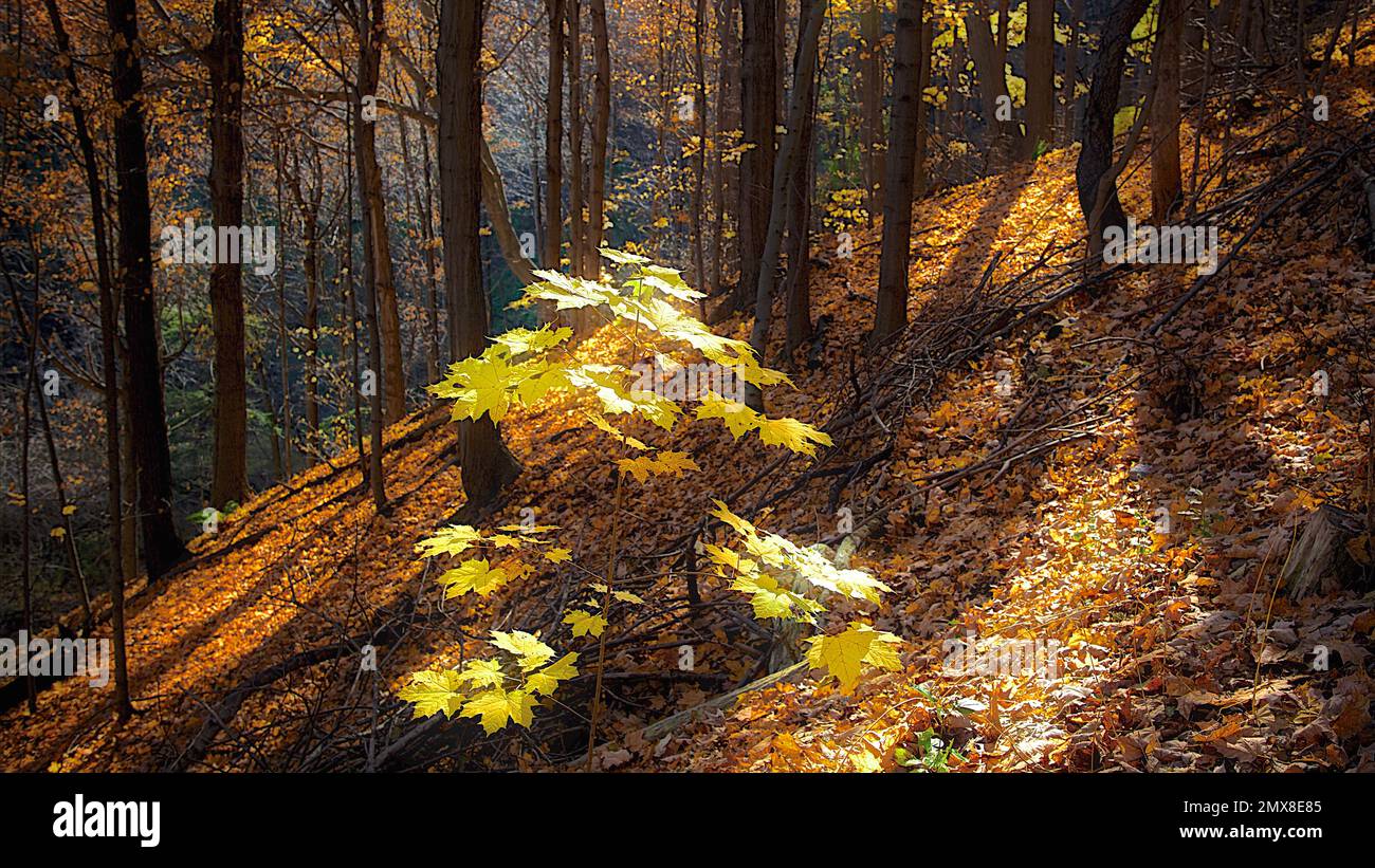 Nahaufnahme eines kleinen Ahornblattbaums im Tal. Stockfoto