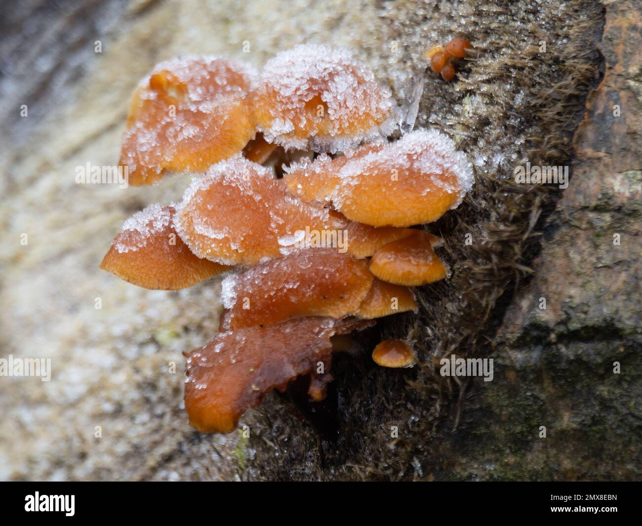 Flammulina velutipes, der Samtpilz, fotografiert an einem frostigen Morgen. Stockfoto