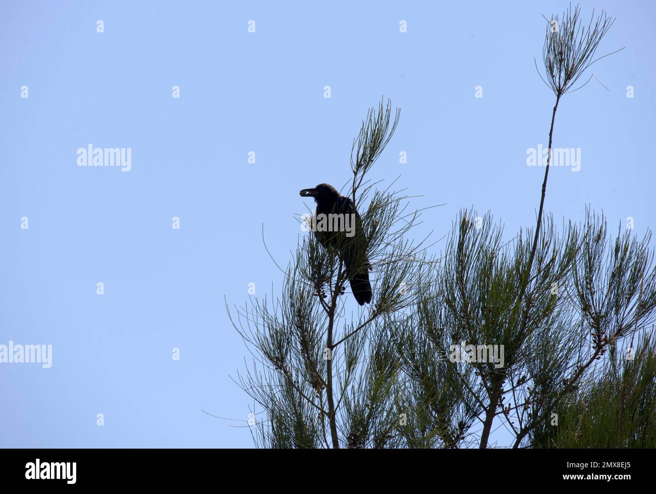 An Australian Common Raven (Corvus Corax) findet Speisen in Sydney, NSW, Australien (Foto: Tara Chand Malhotra) Stockfoto