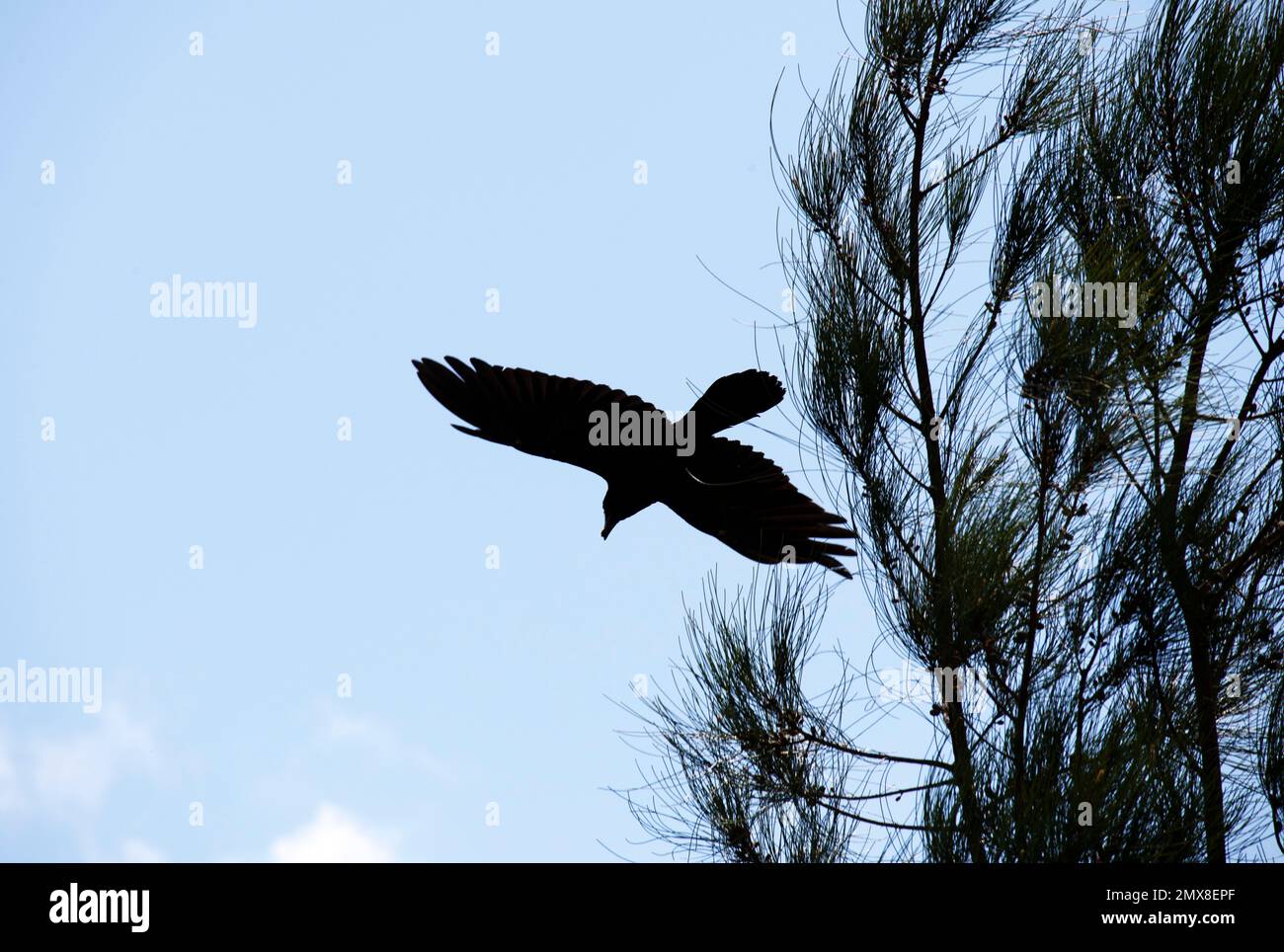 Ein australischer Gemeiner Rabe (Corvus corax), der von einem Baum in Sydney, NSW, Australien startet (Foto: Tara Chand Malhotra) Stockfoto