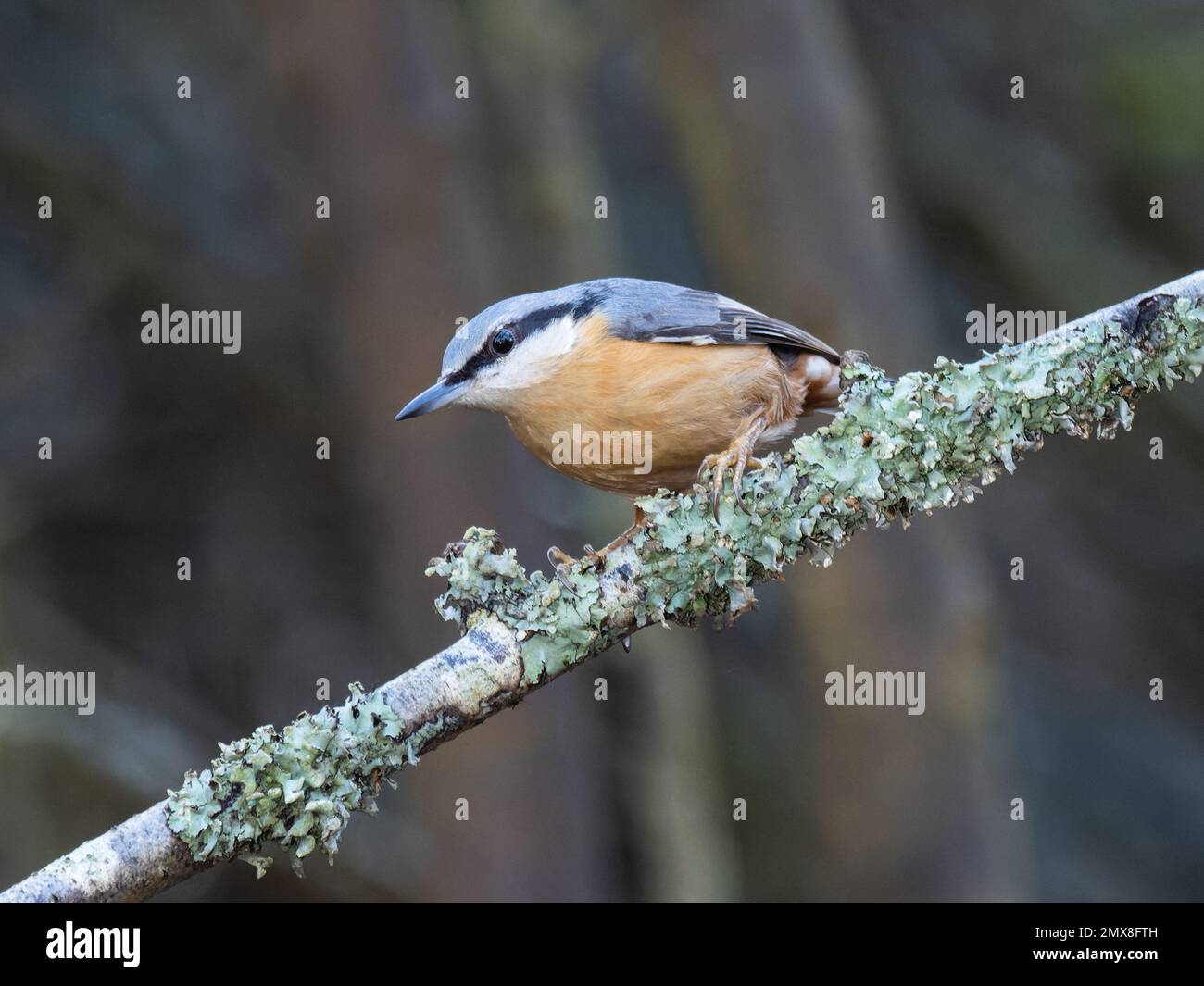 Ein eurasischer Nacktbarsch, Sitta europaea, hoch oben auf einem mit Flechten bedeckten Zweig. Stockfoto