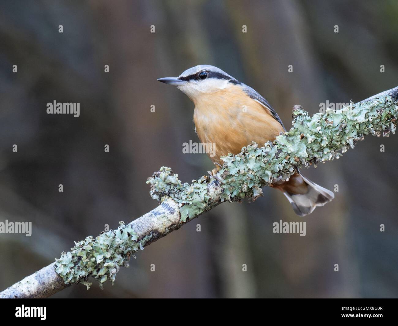 Ein eurasischer Nacktbarsch, Sitta europaea, hoch oben auf einem mit Flechten bedeckten Zweig. Stockfoto