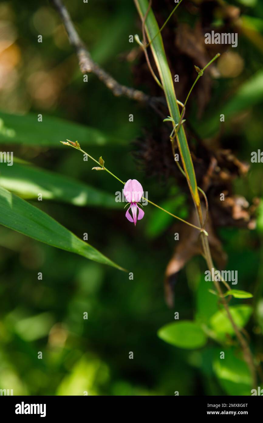 Nahaufnahme einer einheimischen Wildblume im Ocmulgee Mounds National Historical Park, Macon, Georgia, USA. Stockfoto