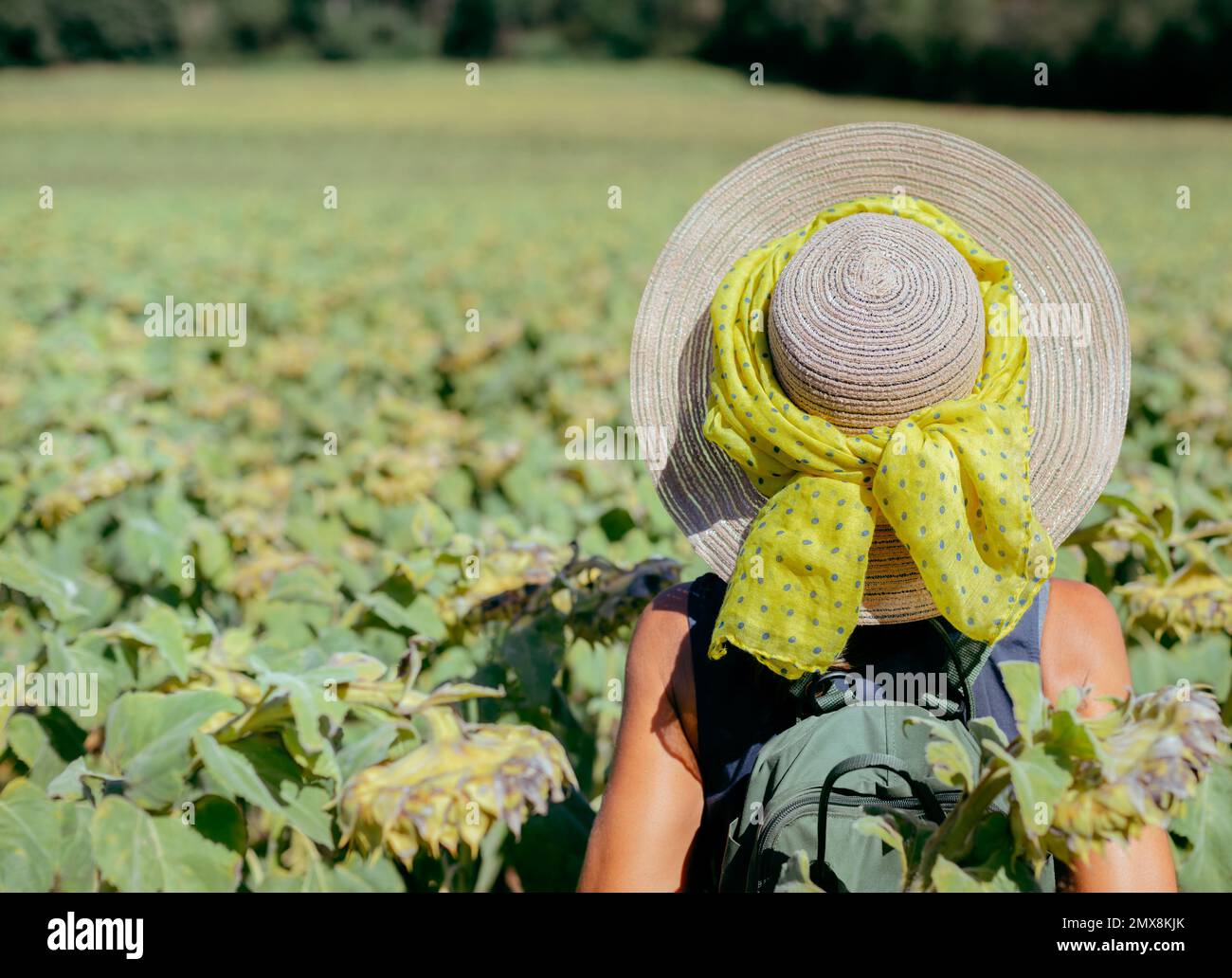 Nahaufnahme einer Frau, die an einem sonnigen Tag vor einem Feld voller Sonnenblumen mit Hut und Rucksack wandert und dabei den Rücken umdreht. Speicherplatz kopieren. Horizontal f Stockfoto