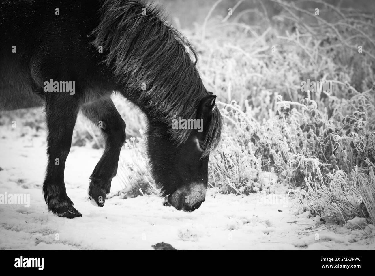 Schwarzweißbild eines Exmoor-Pony (Equus ferus caballus), das im schneebedeckten Cothelstone Hill, Quantocks, West Somerset weidet Stockfoto