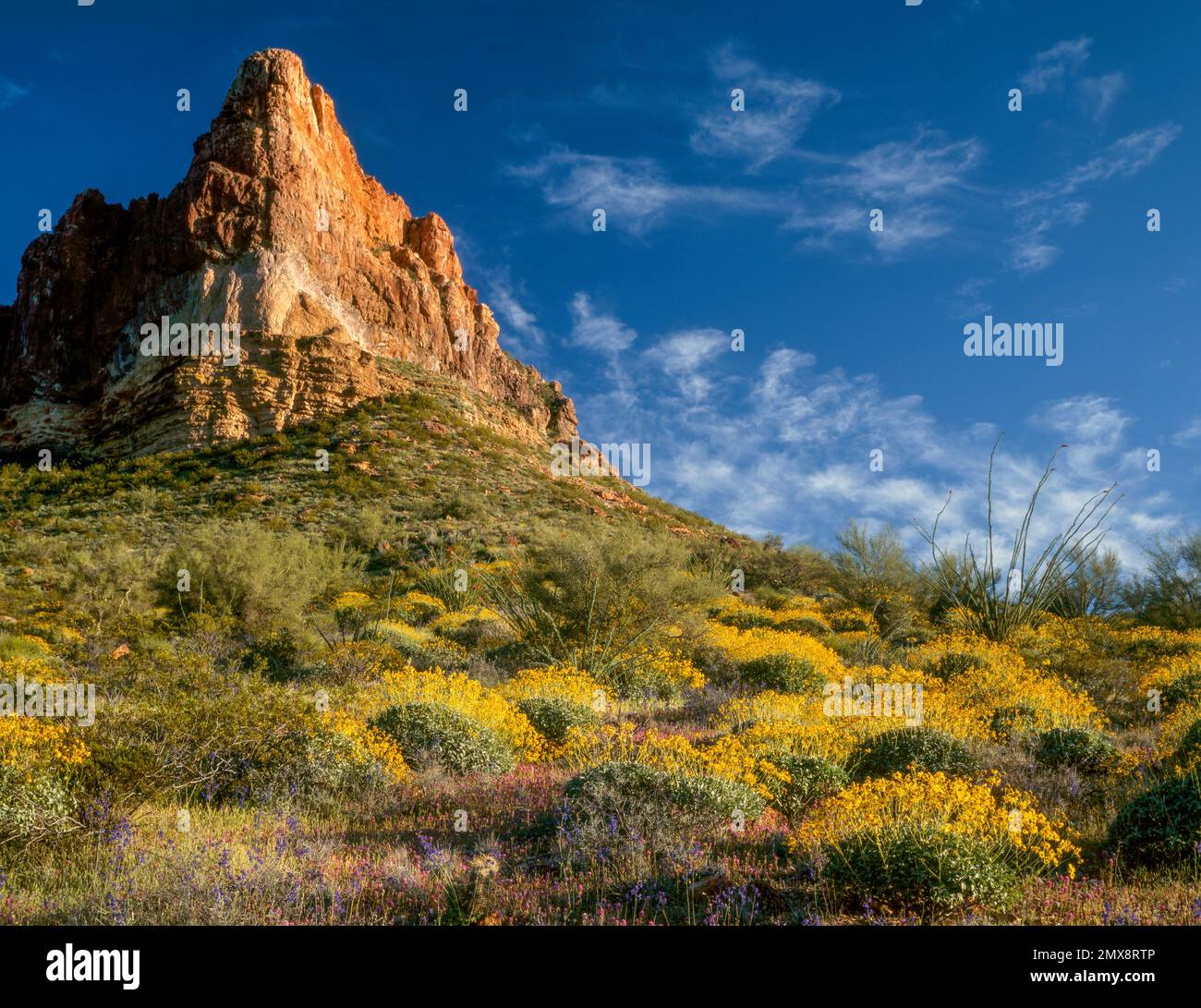 Eulen Klee, Brittlebush, Puerto Blanco Mt., Organ Pipe Cactus National Monument, Arizona Stockfoto