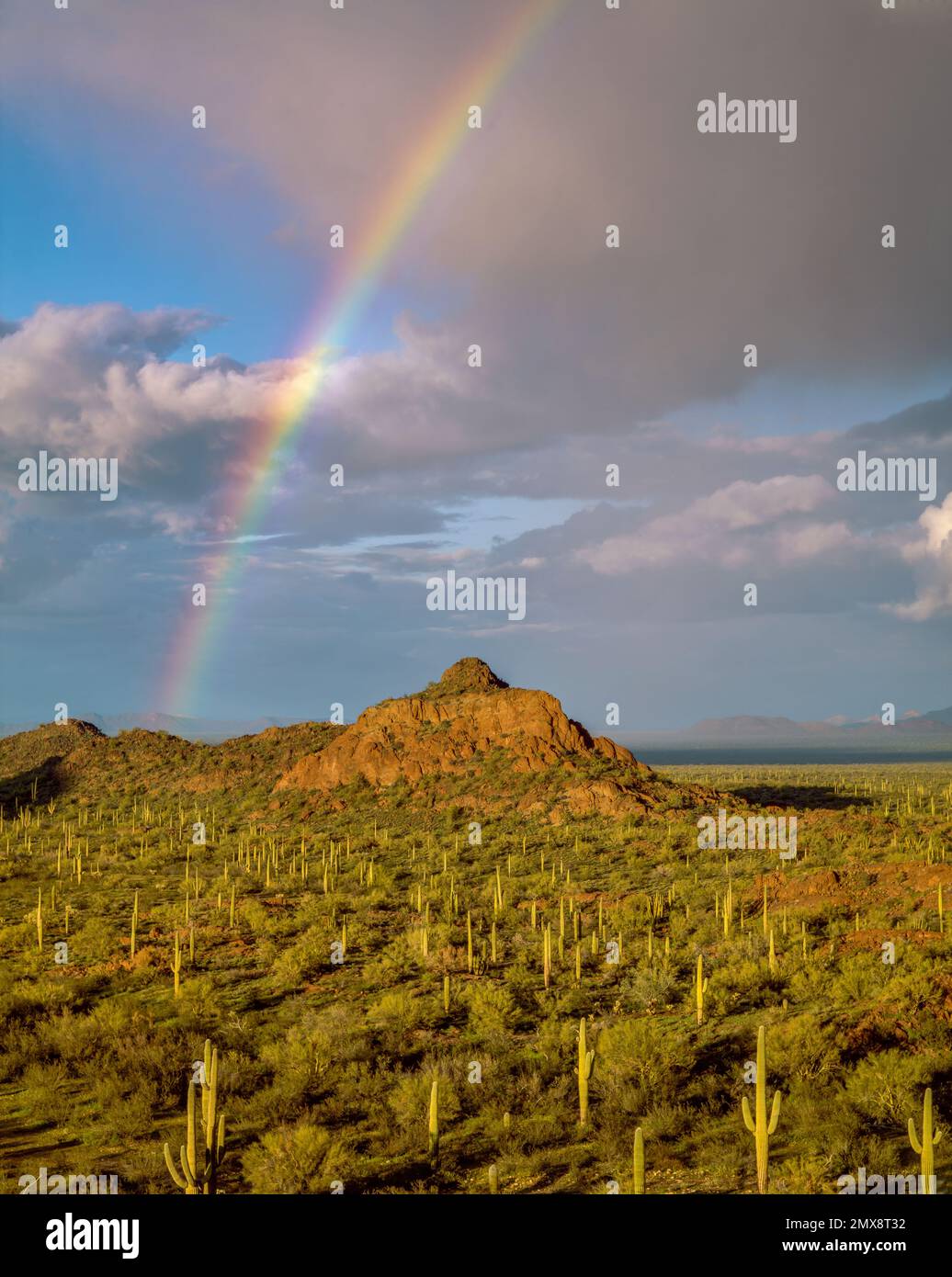 Regenbogen, Puerto Blanco Mountains, Saguaro Cactus, Organ Pipe Cactus National Monument, Arizona Stockfoto