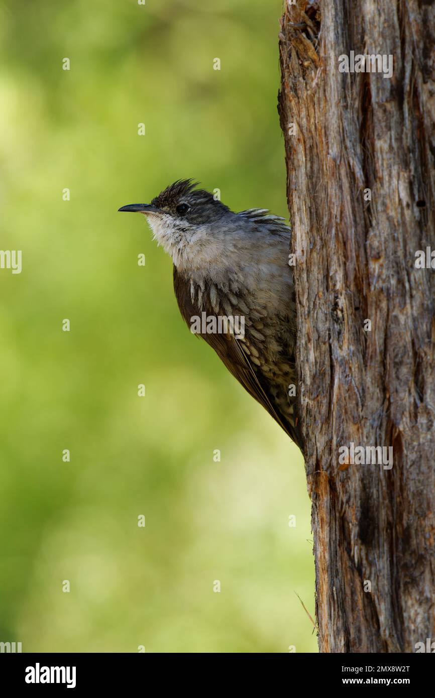 Weißkehliger Baumkäfer (Cormobates leucophaea), ein interessanter kleiner brauner Vogel aus dem Osten Australiens. Winziger getarnter Vogel, der auf dem Baum sitzt Stockfoto