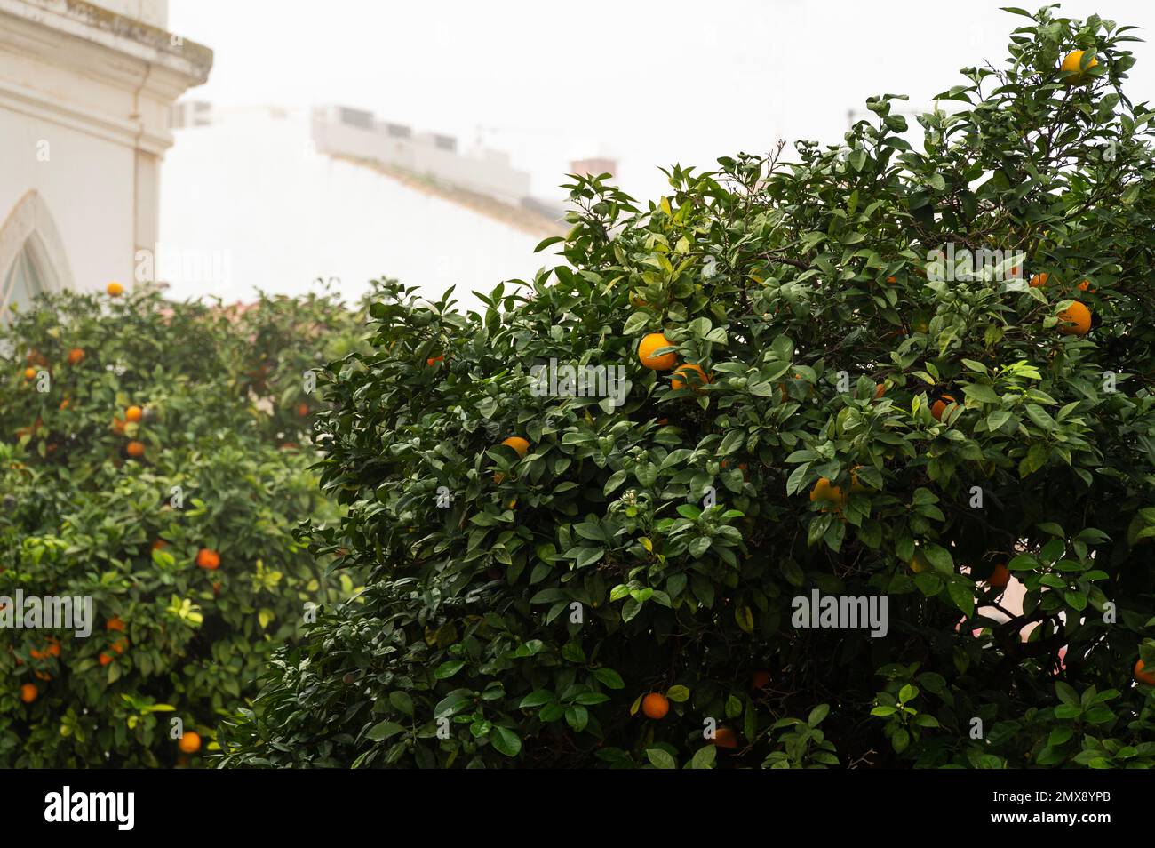 Orangen in Orangenbäumen auf sonnigen Straßen der Stadt. Stockfoto