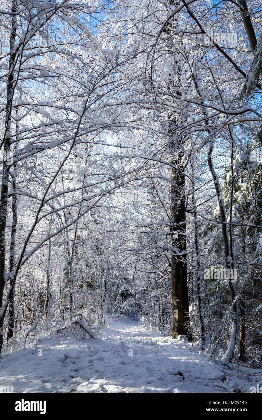 Schwarzer Wanderweg durch schneebedeckte Wälder in den Beskiden in Polen, mit frischem Schnee bedeckte Bäume, schwarze Pfadmarkierungen im Baumstamm. Stockfoto