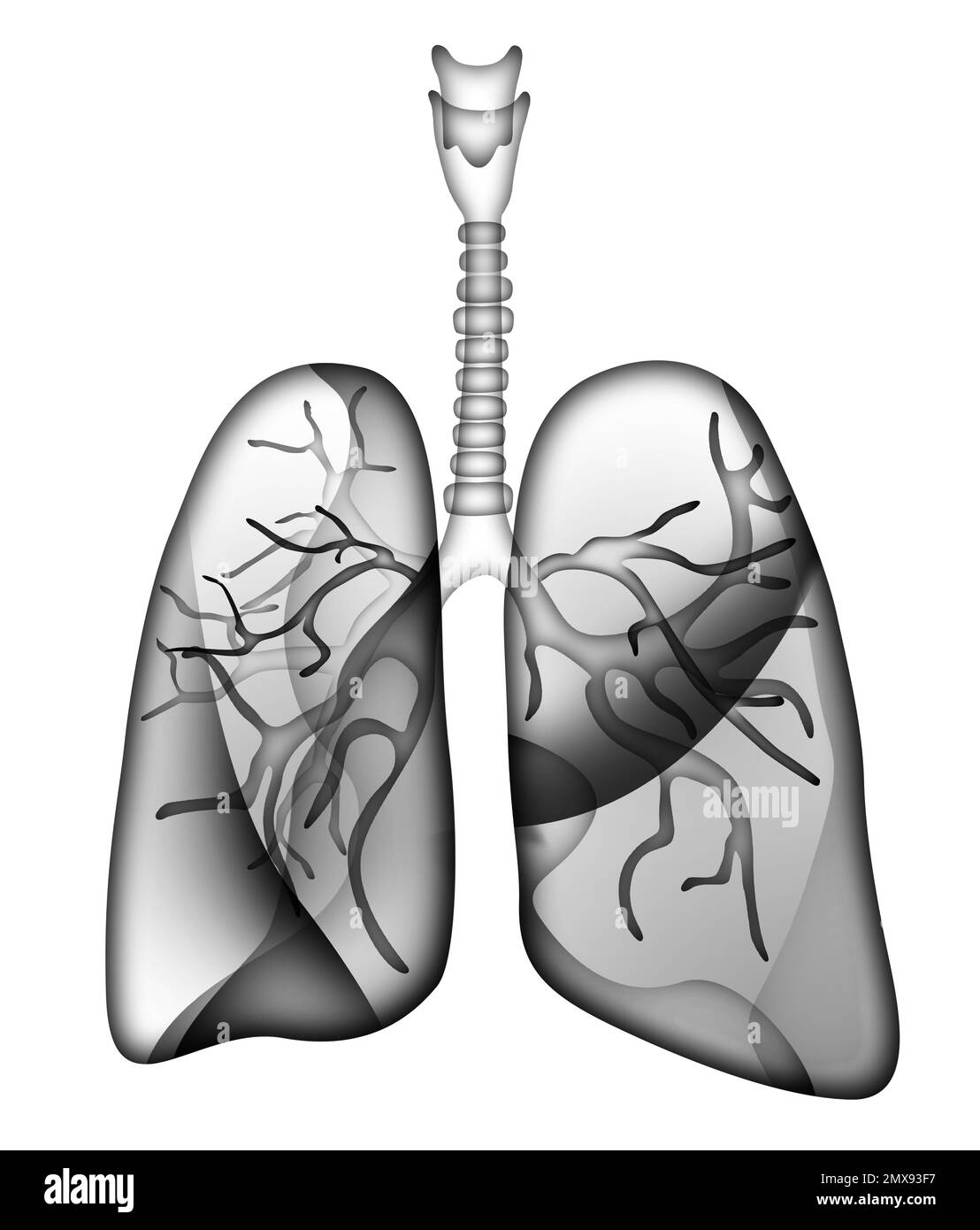 Darstellung menschlicher Lungen auf weißem Hintergrund Stockfoto