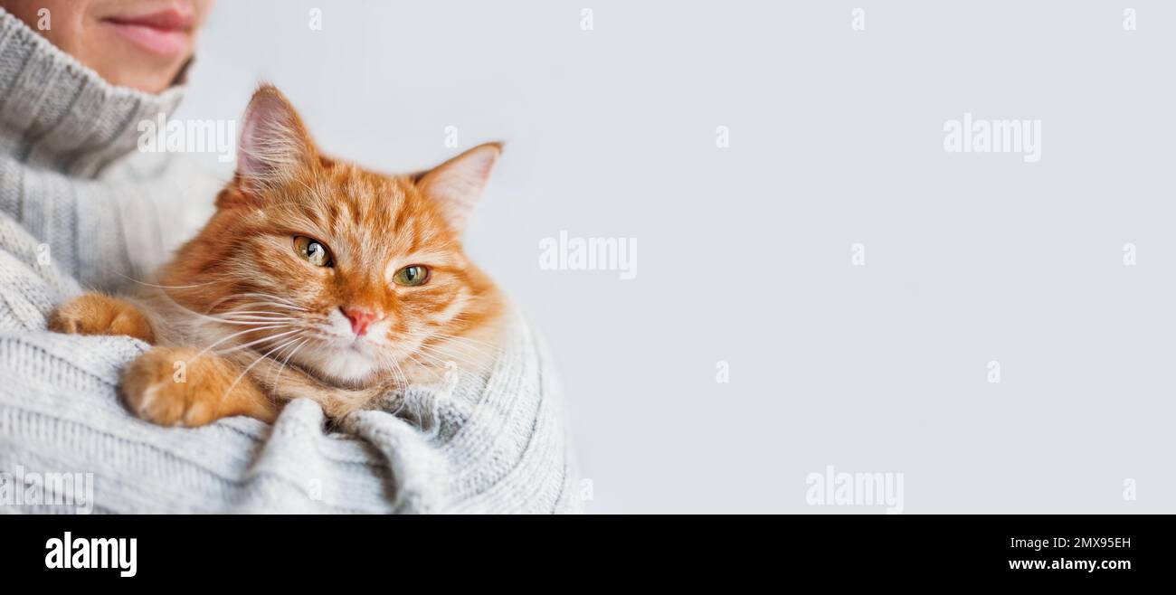 Ein Mann in einem grauen Strickpullover mit Zopfmuster hat eine süße Ingwer-Katze. Flauschiges Haustier mit seinem Besitzer. Katzenliebhaber. Horizontales Banner mit Kopierbereich. Stockfoto