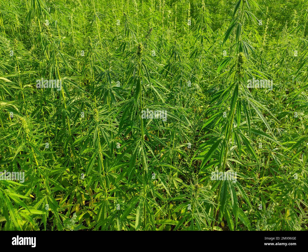 Landwirtschaftliches Hanffeld oder Cannabis. Anbau einer jährlichen krautigen Blütenpflanze für industrielle Zwecke. Stockfoto