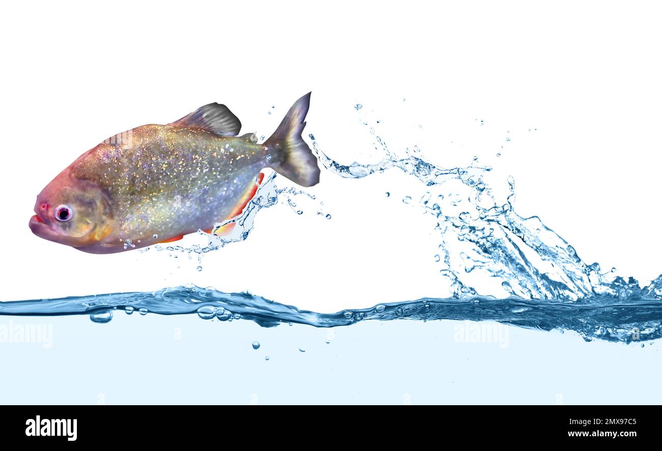 Wunderschöne, glänzende Piranha-Fische in klarem Wasser Stockfoto