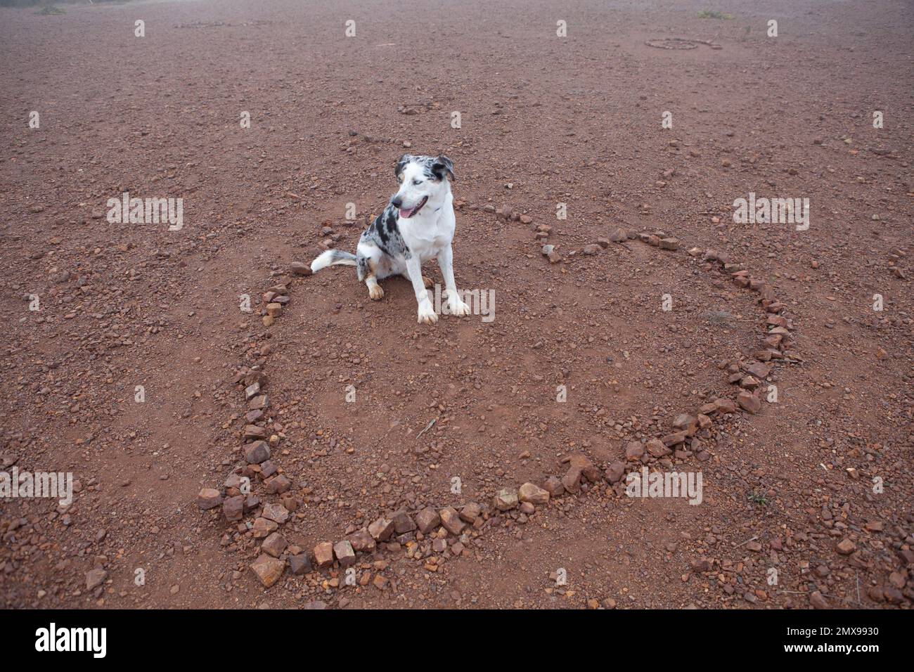 Blue Merle Dog und Herzbildung von Felsen, San Francisco, CA Stockfoto