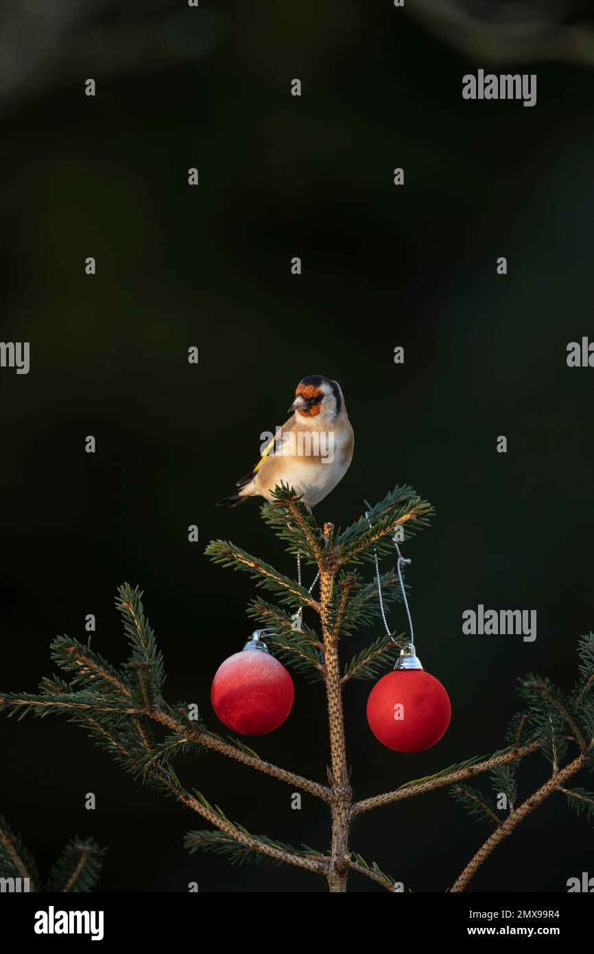 Europäischer Goldfink Carduelis carduelis ausgewachsener Vogel auf einem Weihnachtsbaum, Suffolk, England, Großbritannien Stockfoto
