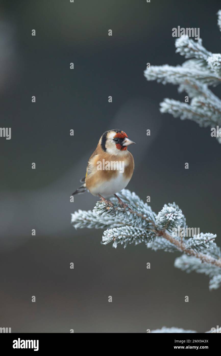 Europäischer Goldfink Carduelis carduelis ausgewachsener Vogel auf einem frostigen Weihnachtsbaum, Suffolk, England, Vereinigtes Königreich, Stockfoto