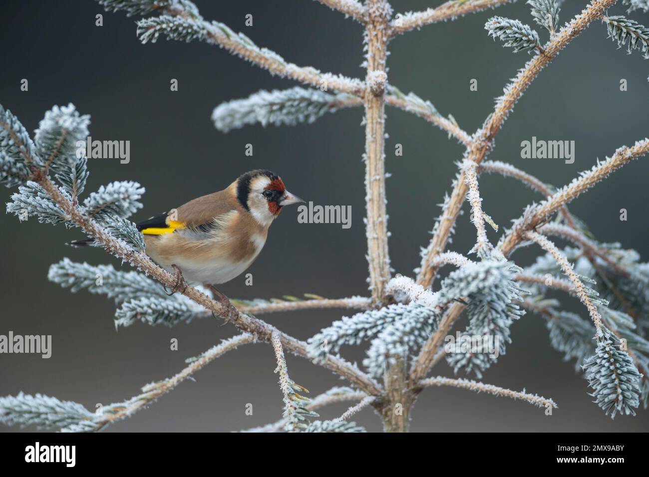 Europäischer Goldfink Carduelis carduelis ausgewachsener Vogel auf einem frostigen Weihnachtsbaum, Suffolk, England, Vereinigtes Königreich, Stockfoto