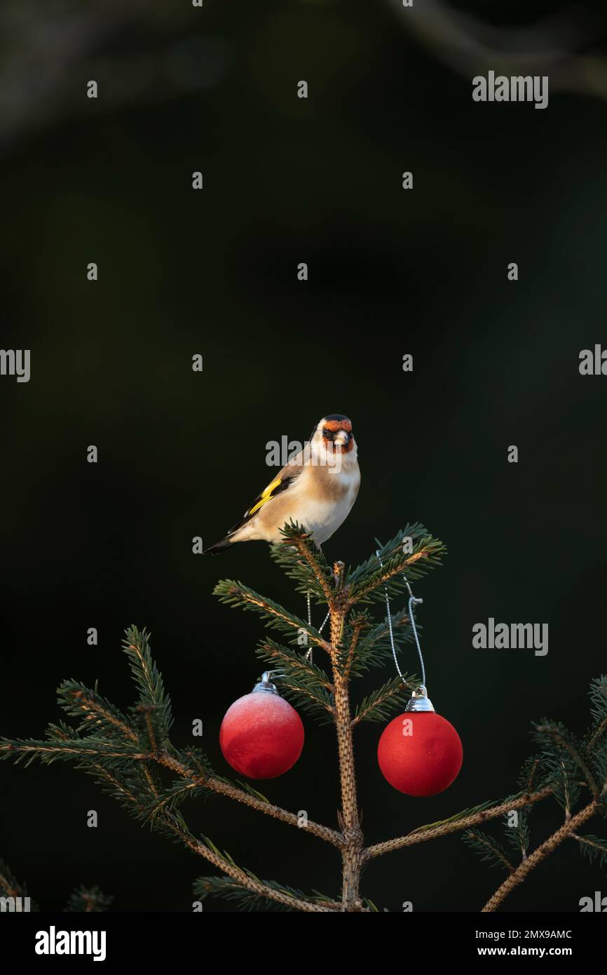 Europäischer Goldfink Carduelis carduelis ausgewachsener Vogel auf einem Weihnachtsbaum, Suffolk, England, Großbritannien Stockfoto