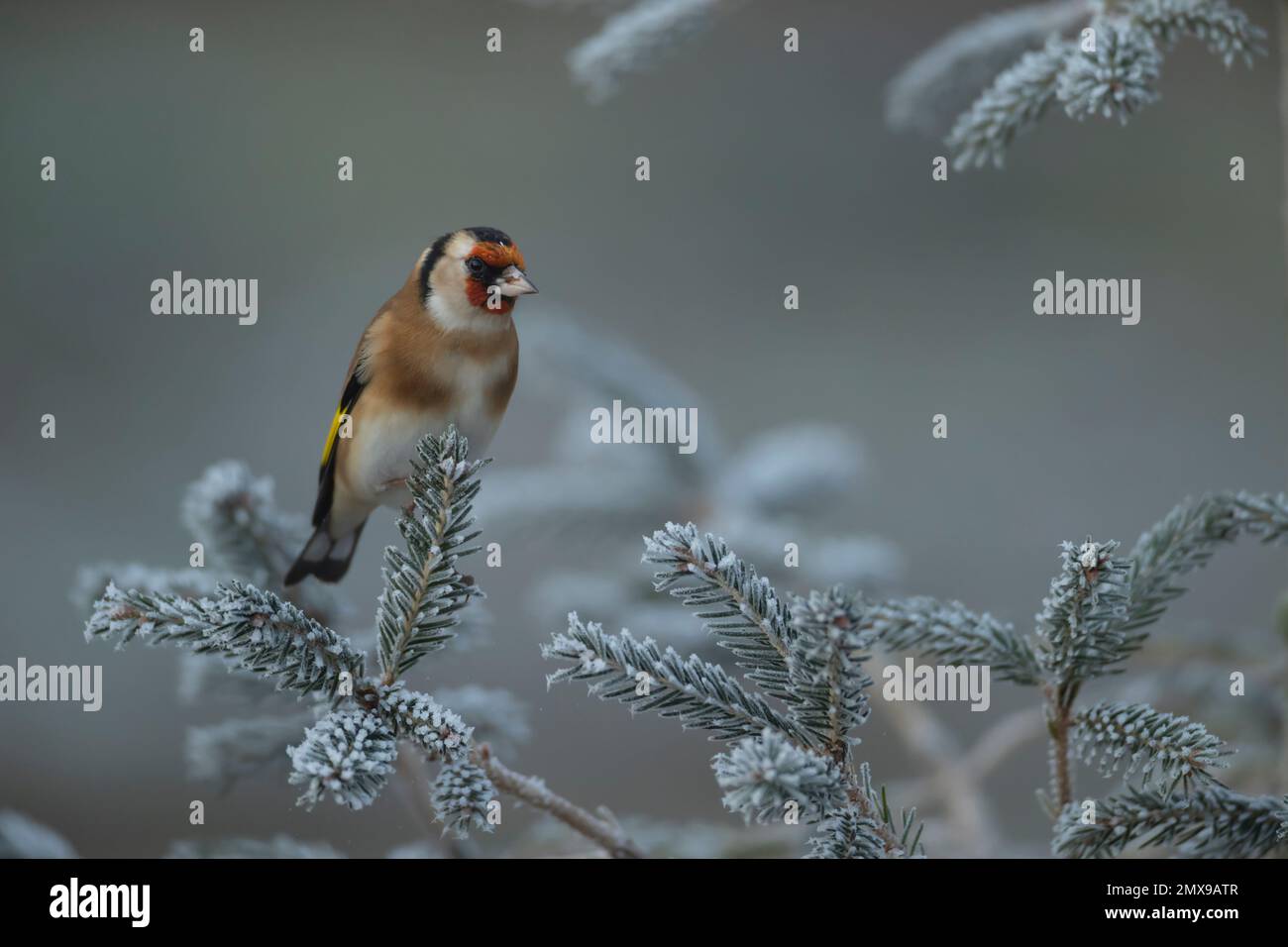 Europäischer Goldfink Carduelis carduelis ausgewachsener Vogel auf einem frostigen Weihnachtsbaum, Suffolk, England, Vereinigtes Königreich, Stockfoto