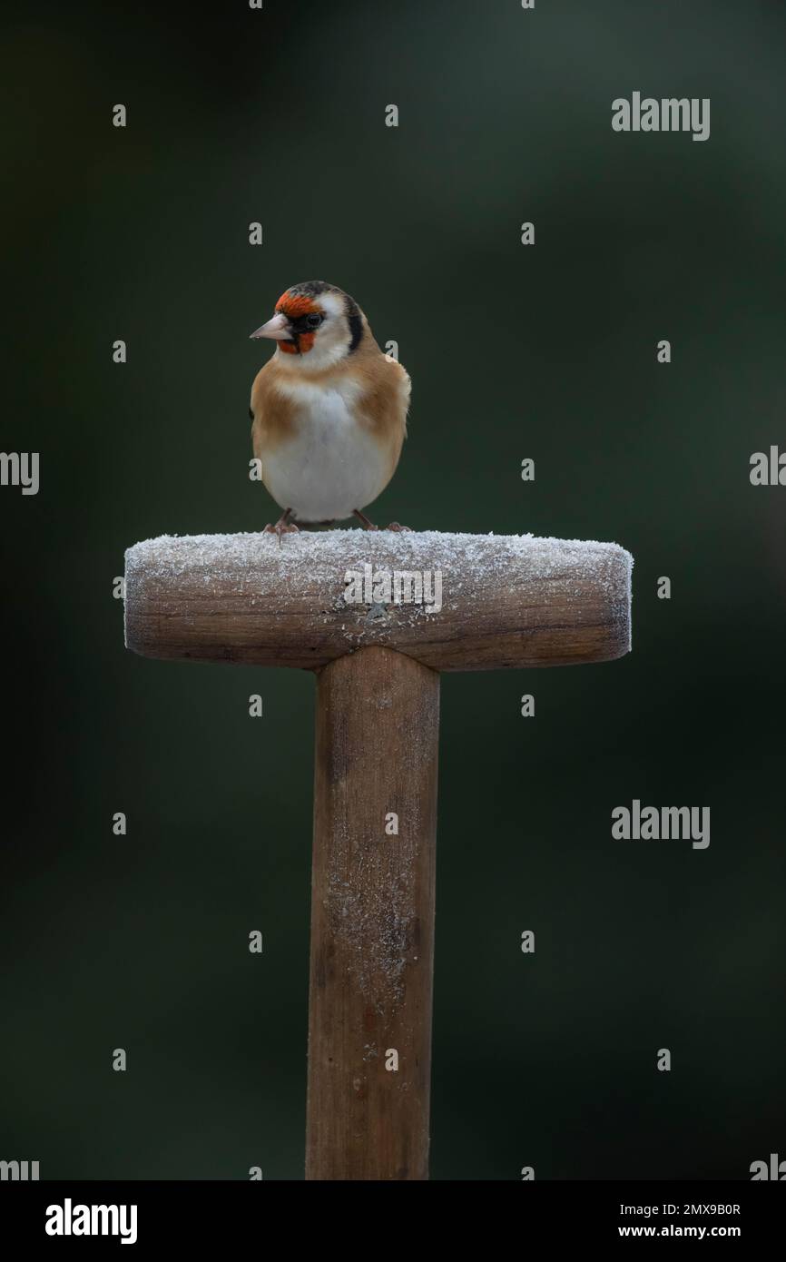 Europäischer Goldfink Carduelis carduelis ausgewachsener Vogel auf einer mattierten Gittergabel, Suffolk, England, Vereinigtes Königreich, Stockfoto