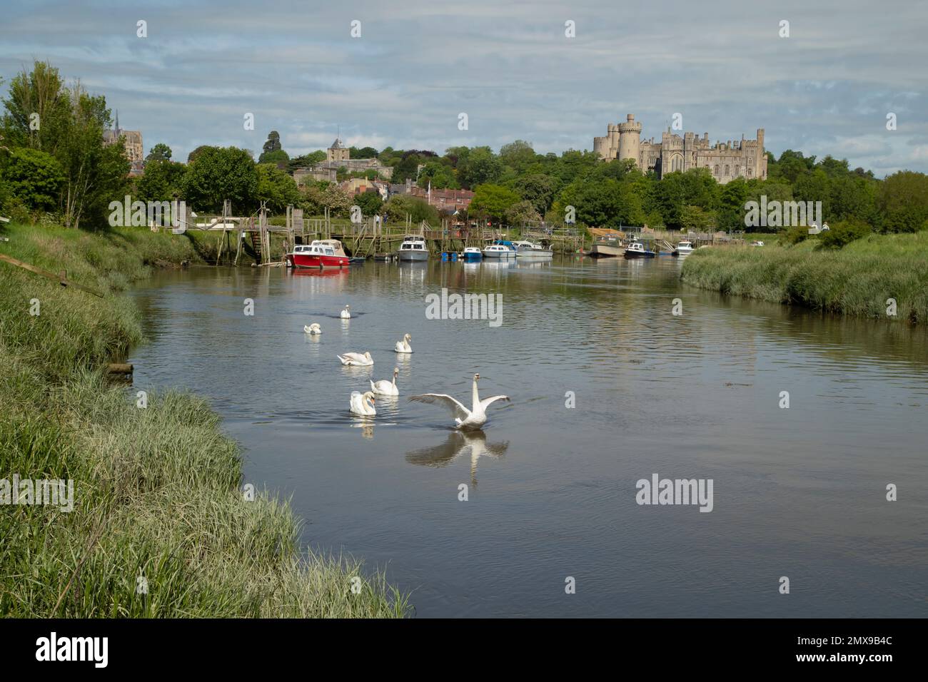 Stummer Schwan Cygnus olor sieben erwachsenen Schwäne auf einem Fluss mit Arundel Castle im Hintergrund, West Sussex, England, Großbritannien Stockfoto