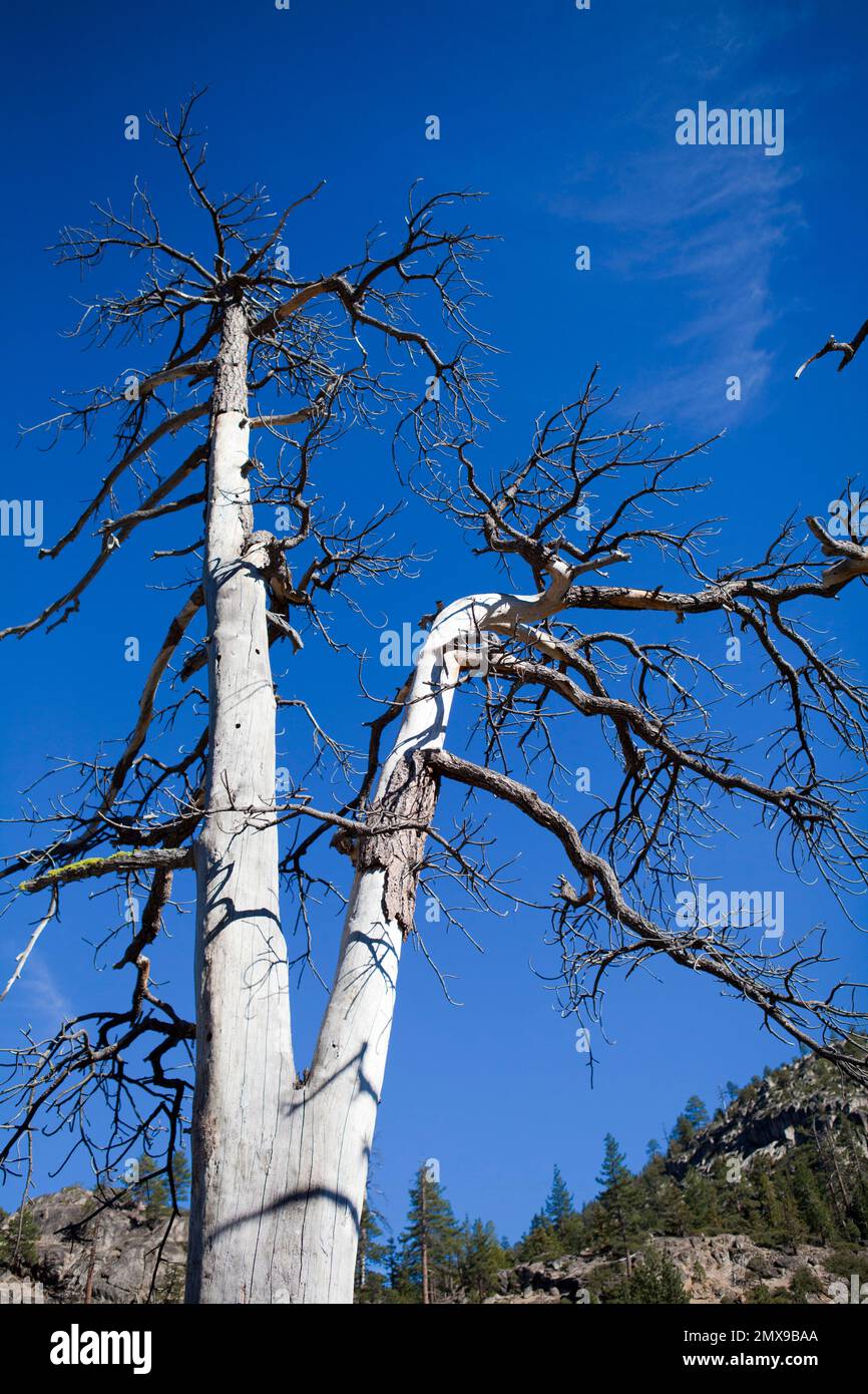 Bäume, Himmel und Landschaften aus der Emigrant Wilderness, Kalifornien, USA Stockfoto