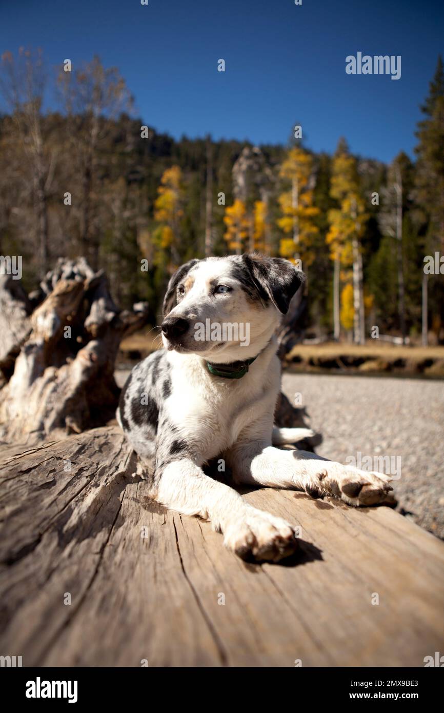 Catahoula Leopard Dog, Outdoor-Abenteuer mit Hund Stockfoto