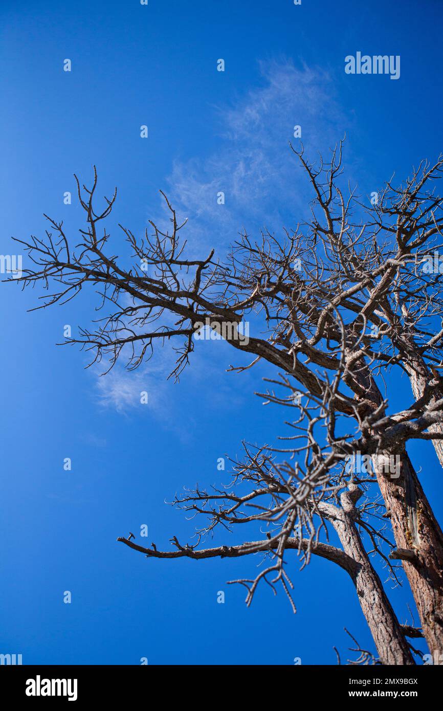 Bäume, Himmel und Landschaften aus der Emigrant Wilderness, Kalifornien, USA Stockfoto