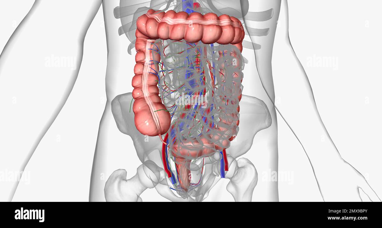 Anatomy female abdomen pelvis -Fotos und -Bildmaterial in hoher