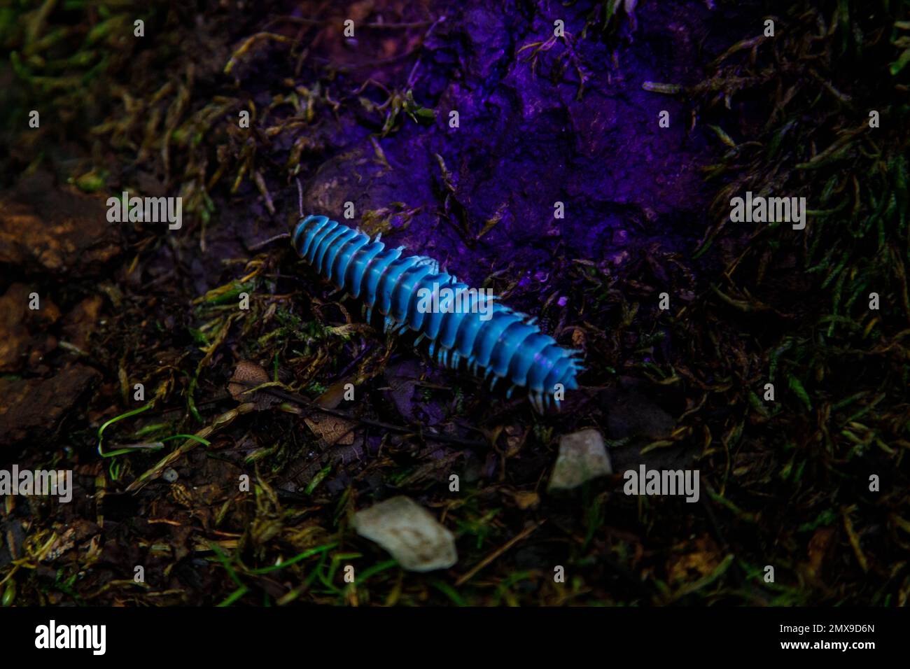 Im abendlichen Great Smoky Mountains-Nationalpark in Tennessee, dem Millipede mit flacher Rückenlehne (Cherokia georgiana), wird die Biofluoreszenz durch ultraviolettes Licht sichtbar. Stockfoto