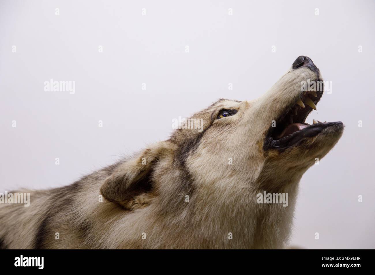 Die Präparation eines grauen Holzwolfs (Canis Lupus), ausgestellt im Mammoth Cave Wildlife Museum in Cave City, Kentucky. Stockfoto