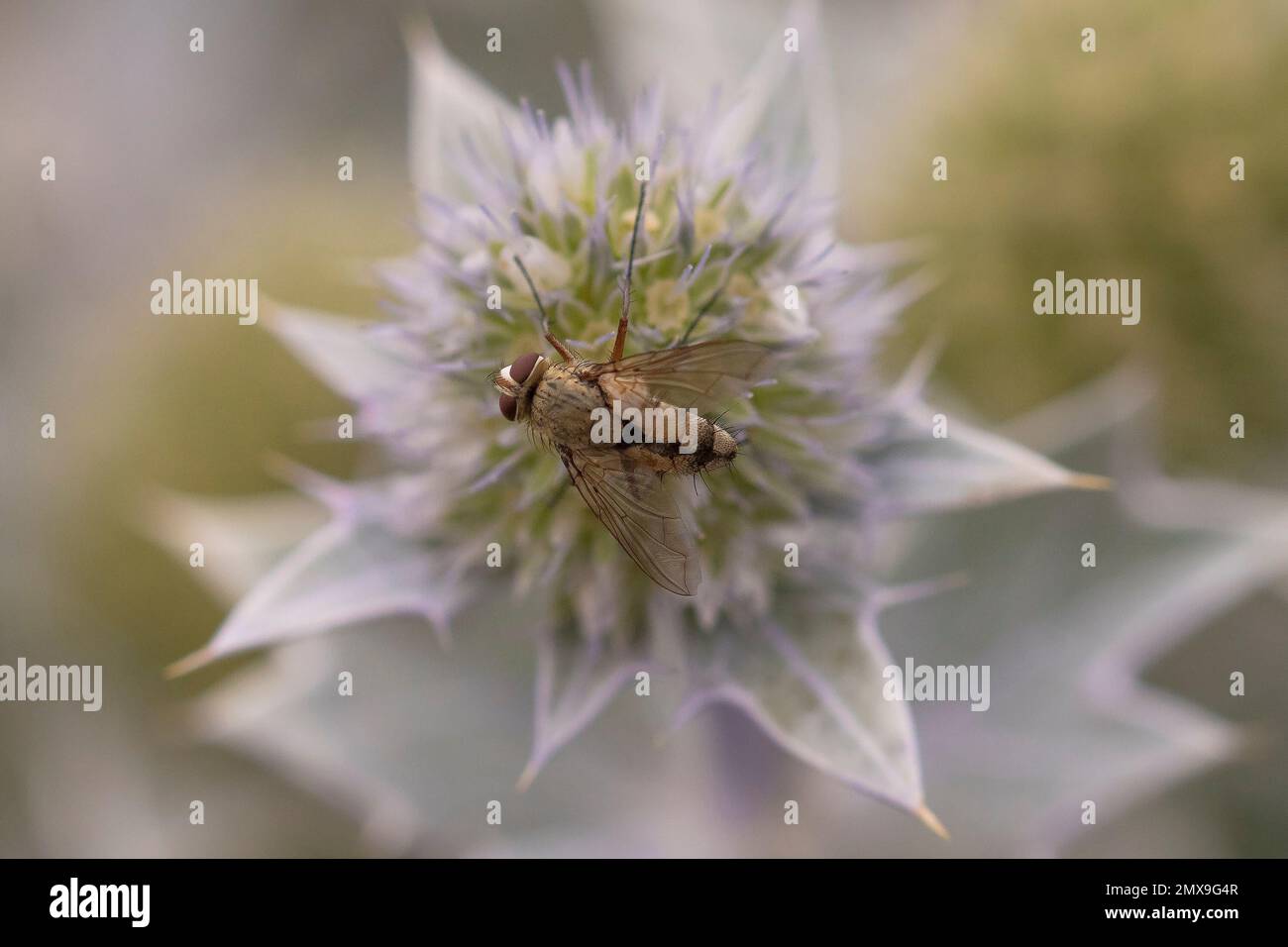 Tachinid Fly (Prosena siberita) auf Sea Holly (Eryngium maritimum) in den Dünen Stockfoto