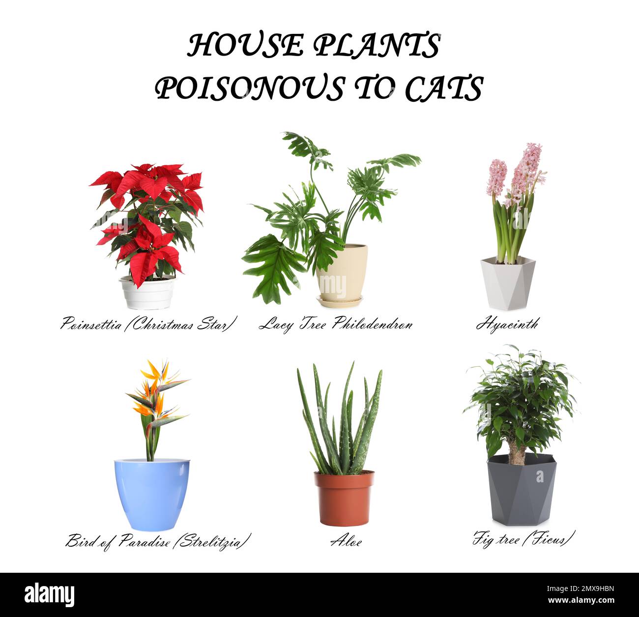 Katzengiftige Hauspflanzen auf weißem Hintergrund Stockfoto