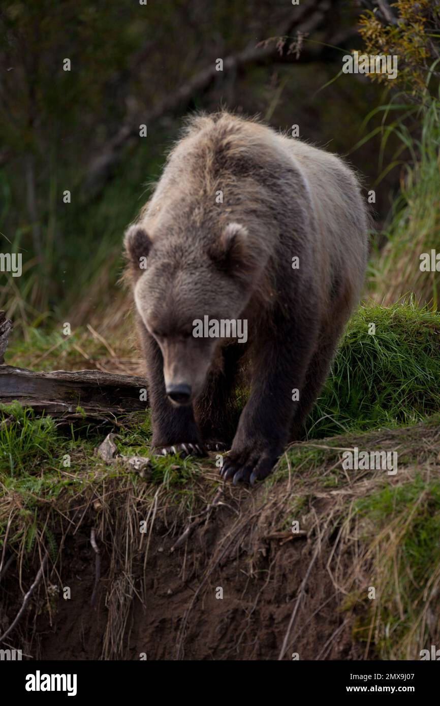 Alaska Braunbärjagd am Katmai River, Katmai National Park, Alaska USA Stockfoto