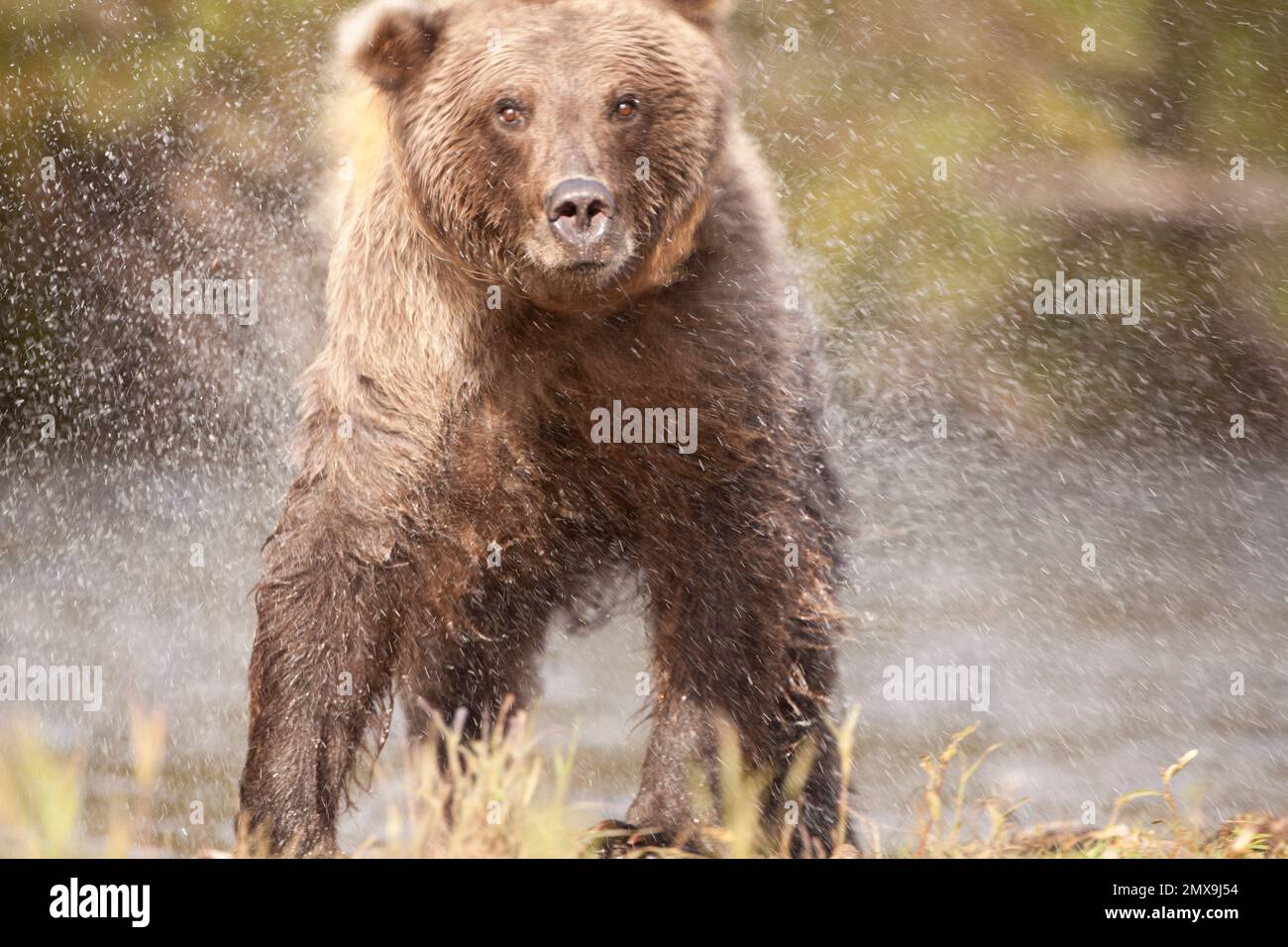 Alaska Braunbärjagd am Katmai River, Katmai National Park, Alaska USA Stockfoto