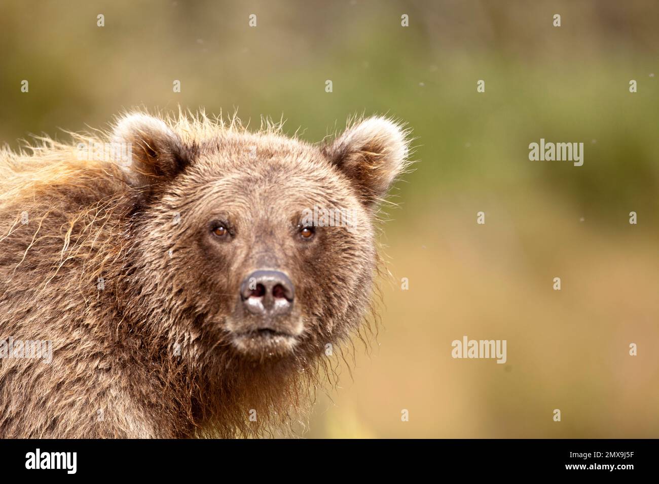 Alaska Braunbärjagd am Katmai River, Katmai National Park, Alaska USA Stockfoto