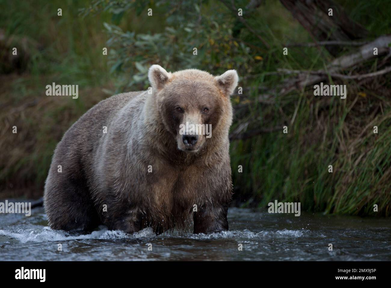 Alaska Braunbärjagd am Katmai River, Katmai National Park, Alaska USA Stockfoto