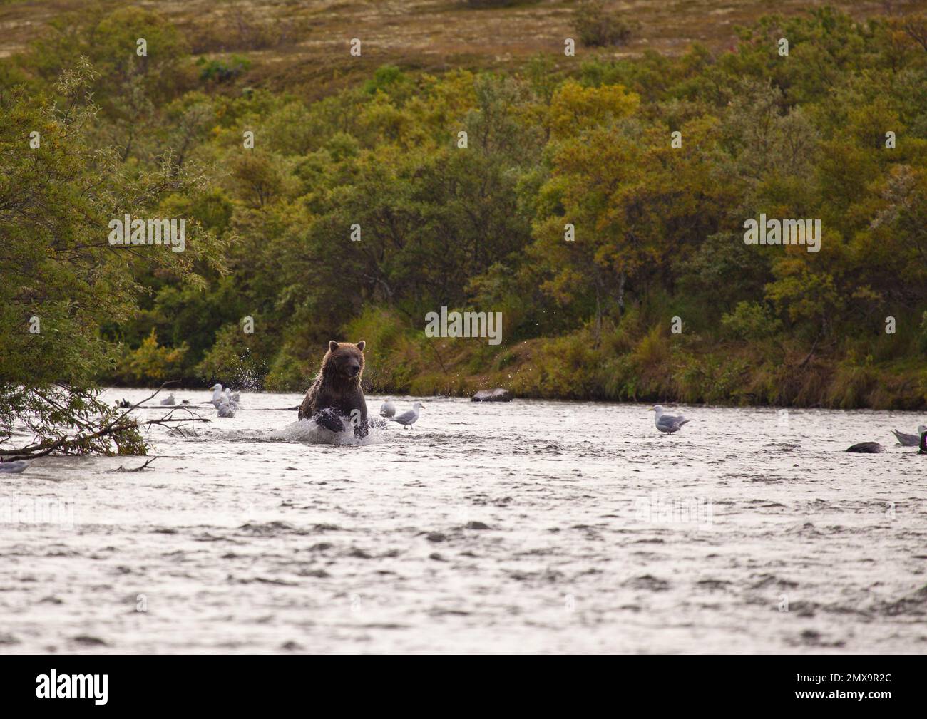 Alaska Braunbärjagd am Katmai River, Katmai National Park, Alaska USA Stockfoto