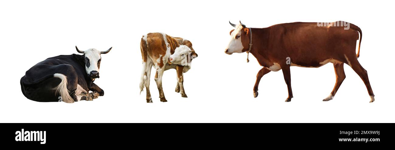 Kuhcollage auf weißem Hintergrund, Bannerdesign. Tierhaltung Stockfoto