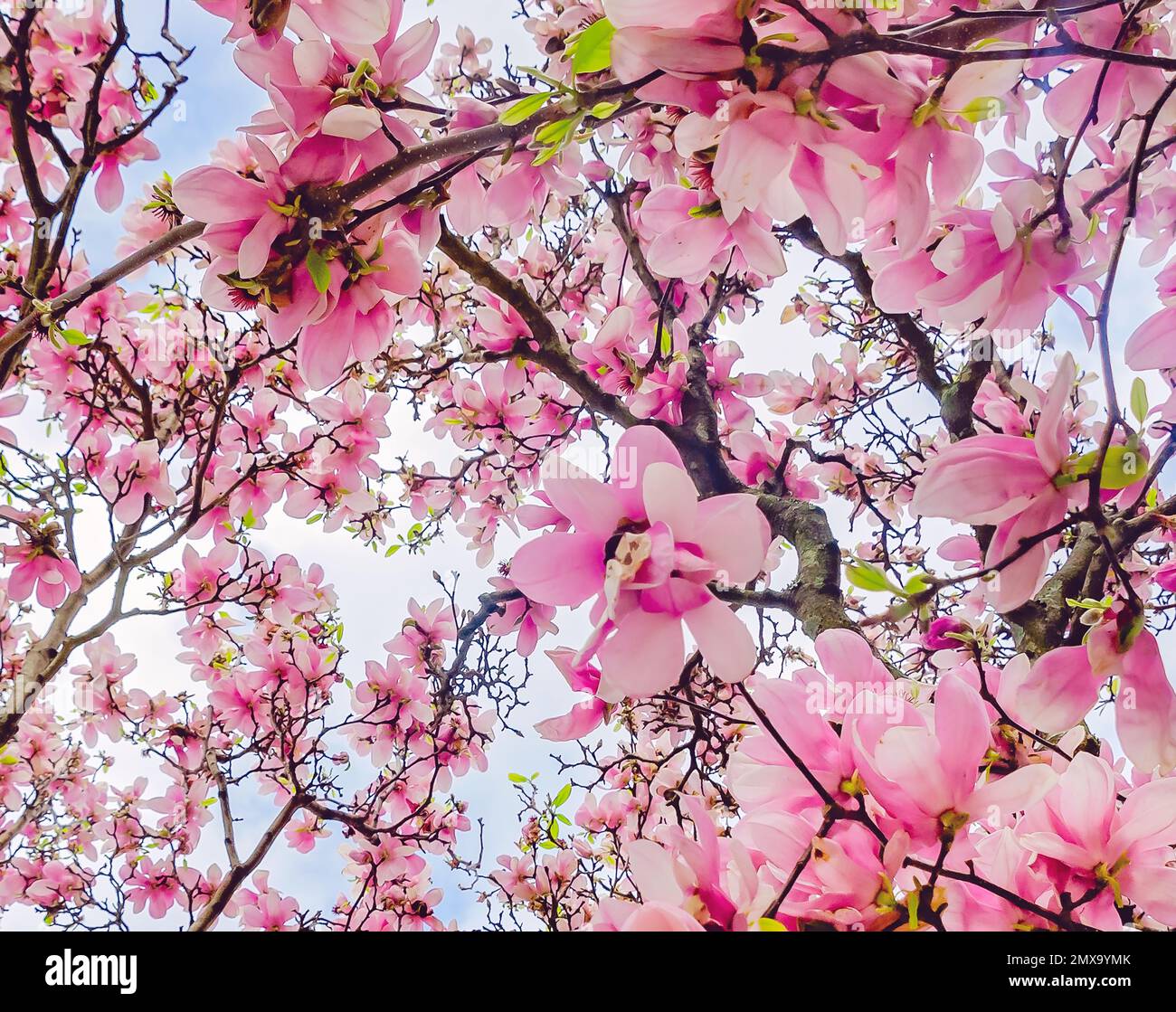 Ein japanischer Magnolia-Baum (Magnolia liiflora) ist am 30. Januar 2023 in Mobile, Alabama, abgebildet. Japanische Magnolie ist auch als Untertassenmagnolie bekannt. Stockfoto