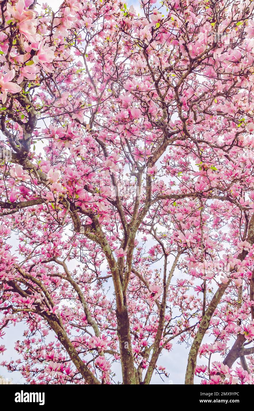 Ein japanischer Magnolia-Baum (Magnolia liiflora) ist am 30. Januar 2023 in Mobile, Alabama, abgebildet. Japanische Magnolie ist auch als Untertassenmagnolie bekannt. Stockfoto